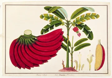 Red Plantain, Pisang oodang, from Drawings of Plants from Malacca, c.1805-18